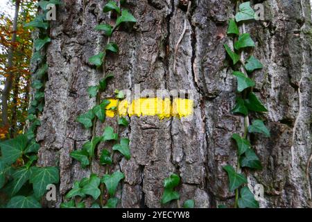 Marcatore escursionistico nella foresta Foto Stock