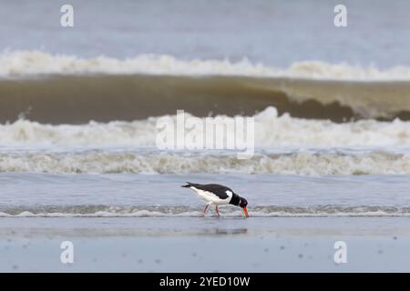 Portret van een volwassen scholekster, Haematopus ostralegus, wadend en foeragerend bij eb, in vlwassenkleed en dieprood oog met rollende brandinggolv Foto Stock