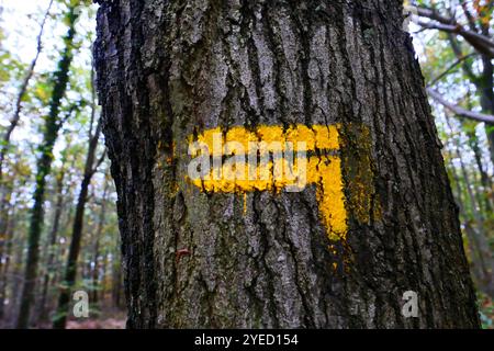 Marcatore escursionistico nella foresta Foto Stock