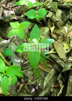 Cannuccia di liquirizia (Galium circaezans) Foto Stock