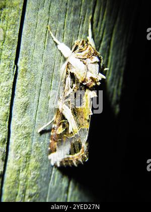 Falena verme orientale (Spodoptera litura) Foto Stock