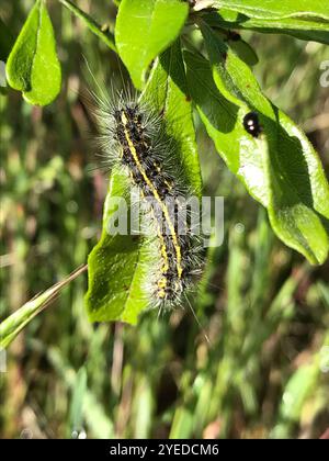 Moth tigre dubbia (Spilosoma dubia) Foto Stock