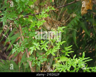 Felce da arrampicata giapponese (Lygodium japonicum) Foto Stock