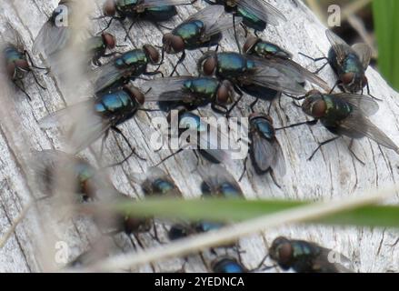 Black Blow Fly (Phormia regina) Foto Stock