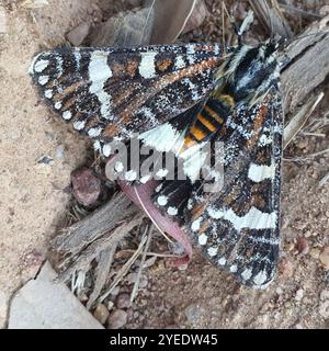 Giorno pascolo Moth (Apina callisto) Foto Stock