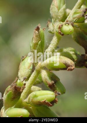Farfalla asiatica (Buddleja asiatica) Foto Stock