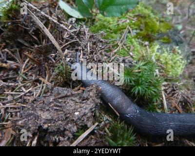 Frassino nero Slug (Limax cinereoniger) Foto Stock