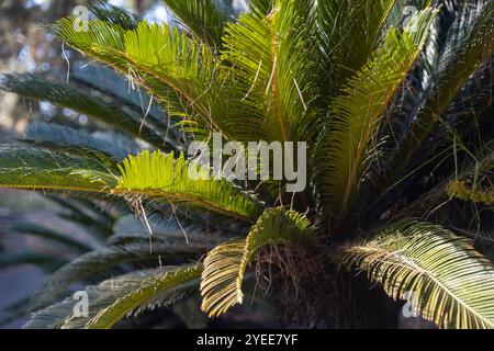 Cycas revoluta è una specie di gymnosperma della famiglia delle Cycadaceae, originaria del Giappone meridionale, incluse le isole Ryukyu. Foto Stock