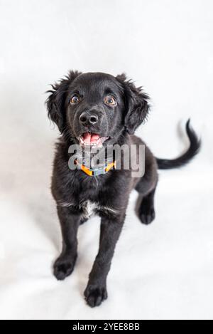 Cucciolo nero di quattro mesi di razza mista abbaiato su sfondo bianco Foto Stock
