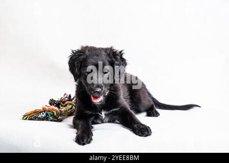 Cucciolo di razza nera mescolato di quattro mesi in posizione sdraiata su sfondo bianco Foto Stock