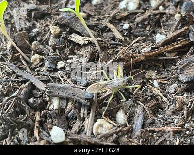 Leafhopper Assassin Bug (Zelus renardii) Foto Stock