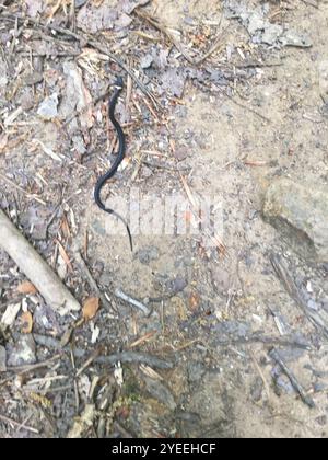 Serpente del collo del cervo meridionale (Diadophis punctatus punctatus) Foto Stock