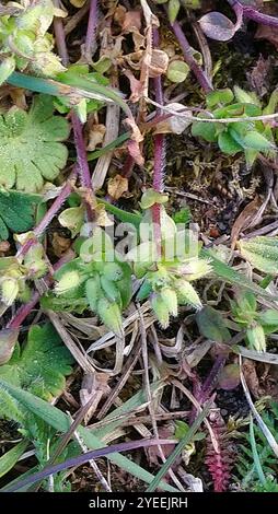 Orecchie da topo (Cerastium semidecandrum) Foto Stock