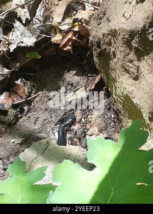 Northern Salamandra viscido (Plethodon glutinosus) Foto Stock