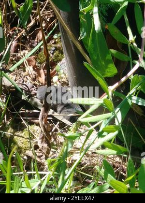 Gamberetto a coda corta meridionale (Blarina carolinensis) Foto Stock