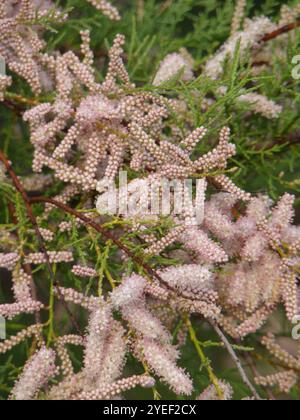 Tamerice (Tamarix gallica) Foto Stock