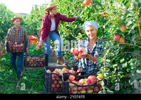 Lavoratori che raccolgono le mele in piantagione Foto Stock