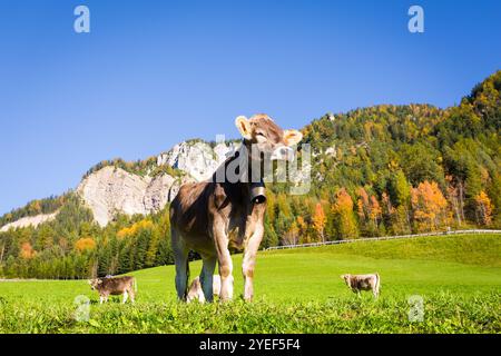 Mucca su alpeggio, Trentino, Dolomiti Foto Stock