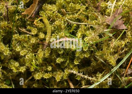 Piazza Moss Gooseneck (Rhytidiadelphus Square rosus) Foto Stock