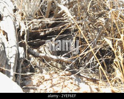 Coda di frusta del grande bacino (Aspidoscelis tigris tigris) Foto Stock