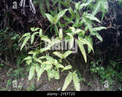 Falsa felce da stagno (Dicranopteris linearis) Foto Stock