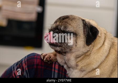 Un affascinante cucciolo gode di un momento confortevole in grembo, leccandogli giocosamente le labbra in un'atmosfera calda e invitante. Foto Stock