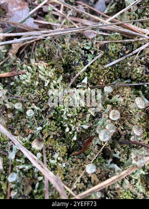 Tazza di mealy Pixie (Cladonia clorophaea) Foto Stock