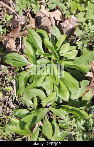 Piantana americana (Plantago rugelii) Foto Stock