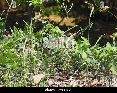 Fagiolo viola (Macroptilium atropurpureum) Foto Stock