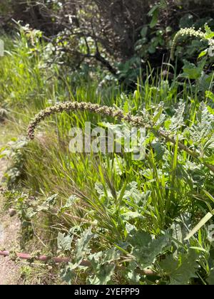 Zampa d'oca lievitata di ortica (Chenopodiastrum murale) Foto Stock