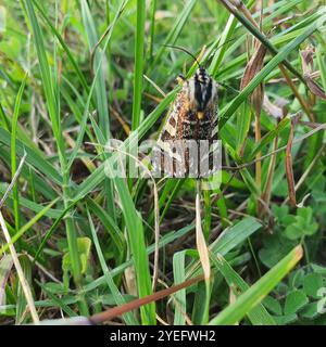 Giorno pascolo Moth (Apina callisto) Foto Stock