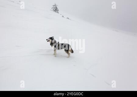 Un cane husky si mette in posa sulla neve, con un sorriso malizioso, la sua pelliccia si fonde con il paesaggio invernale. Foto Stock