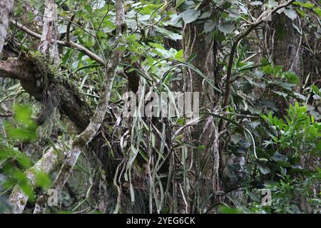 Dragonfruit a carne rossa (Selenicereus costaricensis) Foto Stock