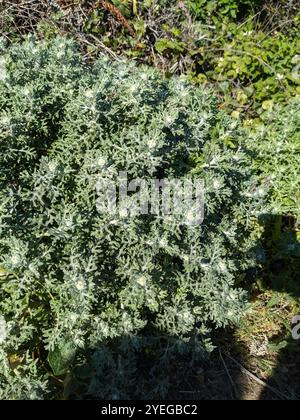 Girasole legnoso (Eriophyllum staechadifolium) Foto Stock