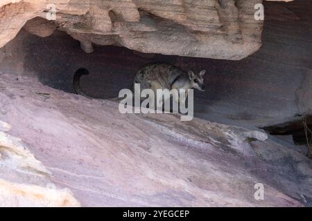 Rock-Wallaby dalle orecchie corte (Petrogale brachyotis) nel Kimberley, Australia Occidentale Foto Stock