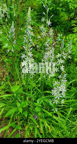 camas atlantiche (Camassia scilloides) Foto Stock