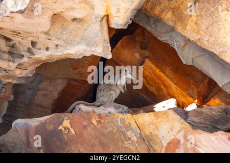 Rock-Wallaby dalle orecchie corte (Petrogale brachyotis) nel Kimberley, Australia Occidentale Foto Stock