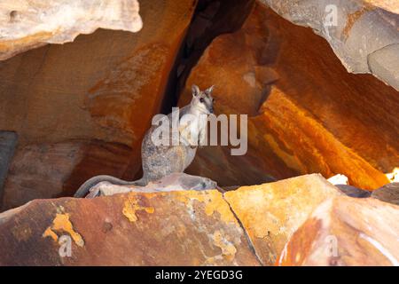 Rock-Wallaby dalle orecchie corte (Petrogale brachyotis) nel Kimberley, Australia Occidentale Foto Stock