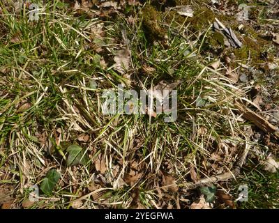 Blue Moor-erba (Sesleria caerulea) Foto Stock