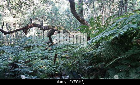 Felce forestale (Cyathea capensis) Foto Stock