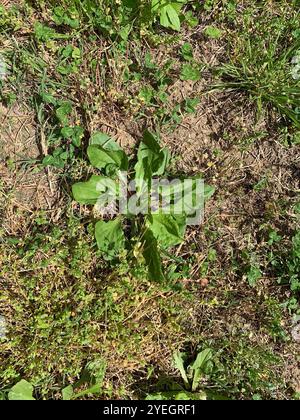 Piantana americana (Plantago rugelii) Foto Stock