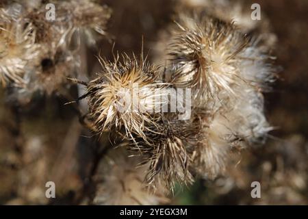 Semi di cardo essiccati in primo piano alla luce del sole Foto Stock
