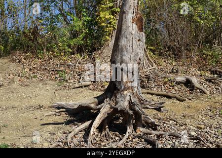 Albero morto con tronco e radici esposte sulla riva del lago essiccato dopo una lunga siccità Foto Stock