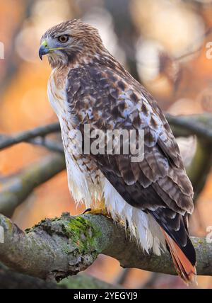 Falco dalla coda rossa arroccato su un ramo della foresta, Quebec, Canada Foto Stock