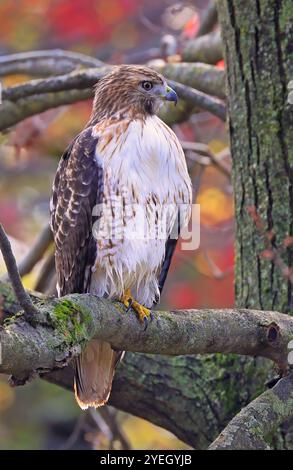 Falco dalla coda rossa arroccato su un ramo della foresta, Quebec, Canada Foto Stock