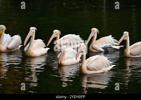 Un gruppo di pellicani galleggia graziosamente su un lago tranquillo, mostrando le loro grandi banconote ed eleganti piume bianche. La scena pacifica enfatizza harmon Foto Stock