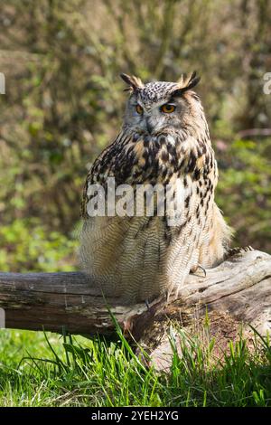 Grande gufo di aquila europea o eurasiatica (bubo bubo) arroccato durante il giorno al British Wildlife Centre, Newchapel, Lingfield, Surrey, Regno Unito Foto Stock