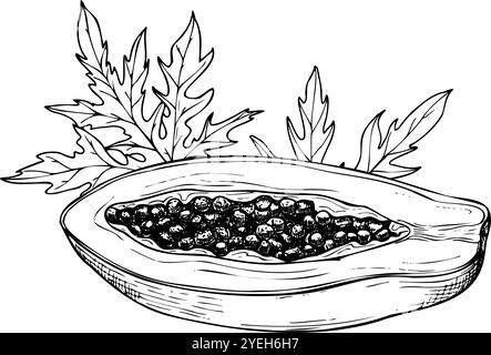 Semi di papaia tropicale vettoriale con semi tra foglie appuntite illustrazione isolata disegnata a mano dipinta da inchiostri neri. Grafica dolce delle piante di pawpaw Illustrazione Vettoriale