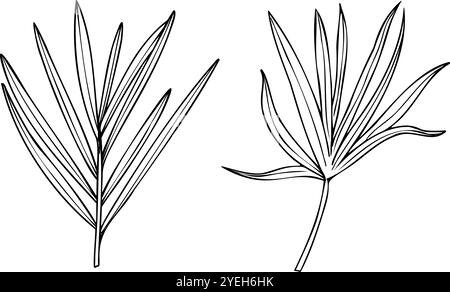 Il palmo dell'areca vettoriale lascia un'illustrazione realistica dello schizzo grafico. Silhouette a foglia dypsis monocromatica tropicale. Elemento per piante domestiche per stampe, confezione Illustrazione Vettoriale