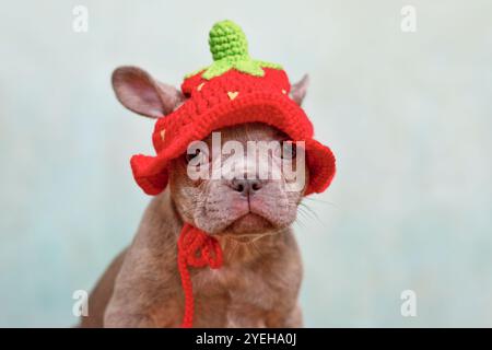Cucciolo di cane Bulldog francese con ginocchio lilla e cappello di fragola lavorato a maglia Foto Stock